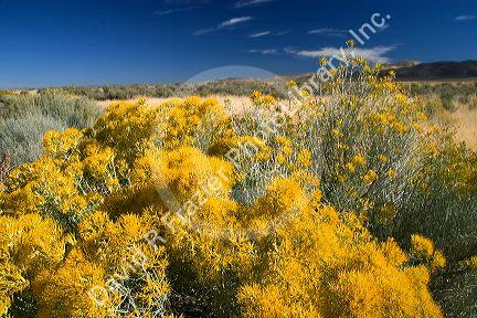 Rabbit brush on the desert of Northern Nevada.