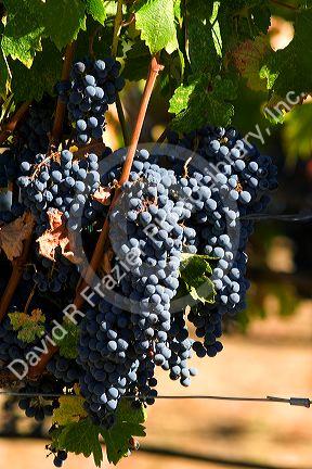 Wine grapes hang from the vine in Napa Valley, California.