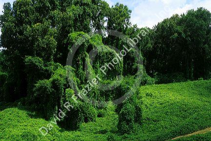 Kudzu vine in Mississippi.