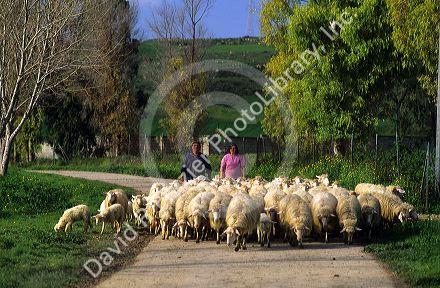 Sheep farmers with flock in Sardinia, Italy.