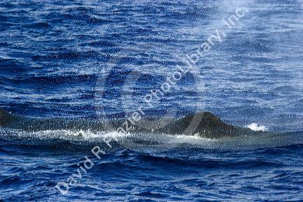 A Humpback whale spouting spray in the pacific ocean near Maui, Hawaii.