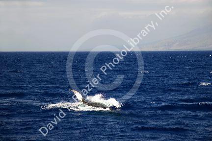 A Humpback whale in the pacific ocean near Maui, Hawaii.