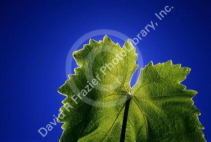 The veins of a grape leaf backlit by the sun.