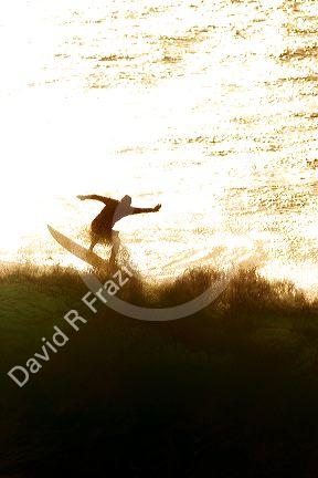 Surfing on waves in the pacific ocean off the island of Maui, Hawaii.