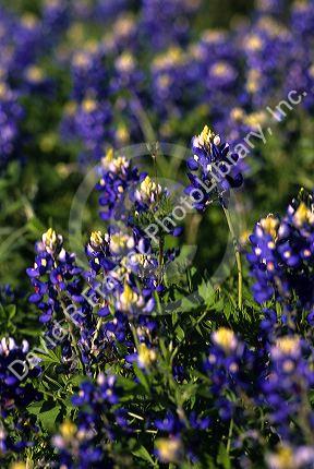 Texas Bluebonnets.