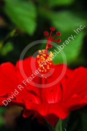 A Hibiscus bloom.
