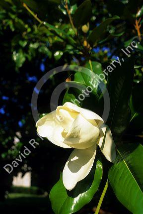 A Magnolia blossom.