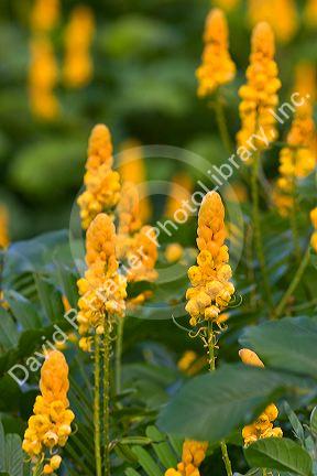 Tropical candlestick senna flowers on the island of Maui, Hawaii.