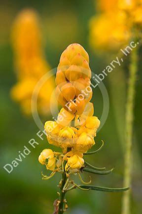 Tropical candlestick senna flowers on the island of Maui, Hawaii.