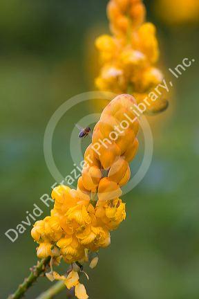 A honey bee pollinates tropical candlestick senna flowers on the island of Maui, Hawaii.
