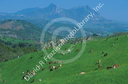 Goat herd on a grassy hillside in the mountains south of Ronda Spain.