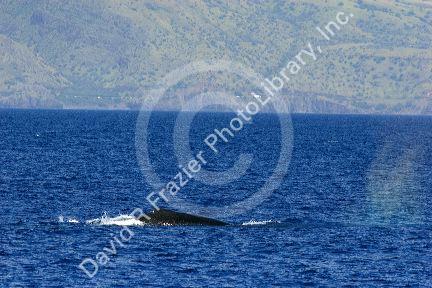 A Humpback whale in the pacific ocean near Maui, Hawaii.