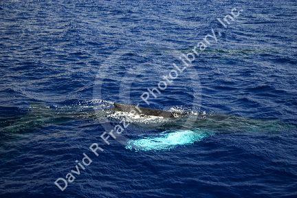 A Humpback whale in the pacific ocean near Maui, Hawaii.  White flipper stands out.