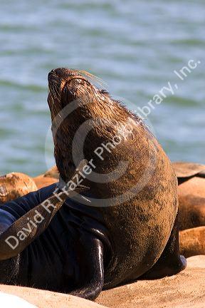 Sea Lions at Puerto Faro, Mar del Plata, Argentina.