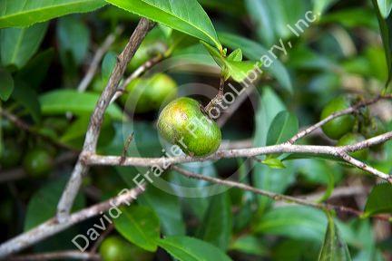 Yerba Mate tea crop close up in Argentina.