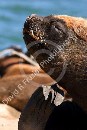 Sea Lions at Puerto Faro, Mar del Plata, Argentina.