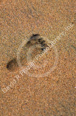 A foot print in the sandy beach, Kauai, Hawaii.