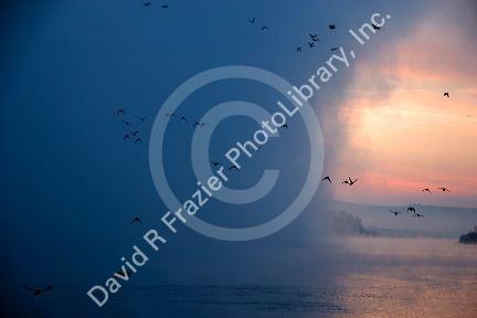 Fog and ducks at sunrise on the Snake River, Idaho.