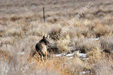 Coyote in the Nevada desert.
