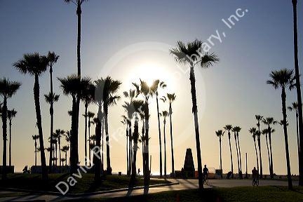 Palm trees and bicyclists at Venice Beach in Los Angeles, California.