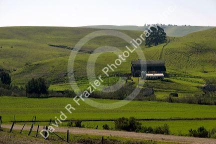 Rolling green hills and farm near San Louis Obispo, California.