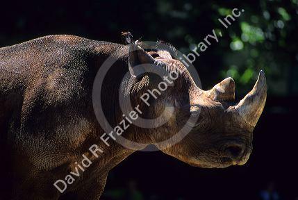 The profile of a rhinoceros.