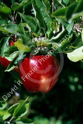 Ripe red apple hanging from the tree.