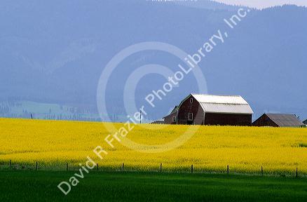 Rape seed crop near Grangeville, Idaho.