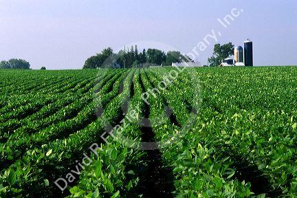Soy bean farm in Jackson County, Minnesota.