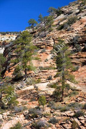 Trees and vegetation growing out of rocks in Zion National Park, Utah.