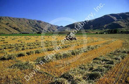 Oat hay harvest near Horseshoe Bend, Idaho.