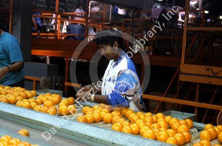 Grading and packaging oranges in Florida.