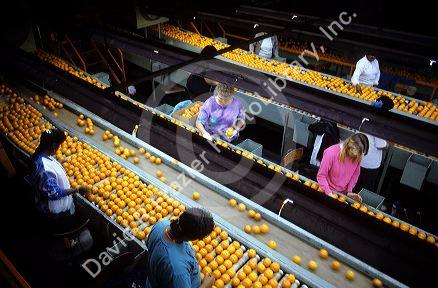 Grading and packaging oranges in Florida.