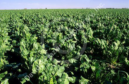 A crop of sugar beets in Canyon County, Idaho.