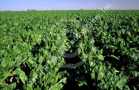 A crop of sugar beets in Canyon County, Idaho.