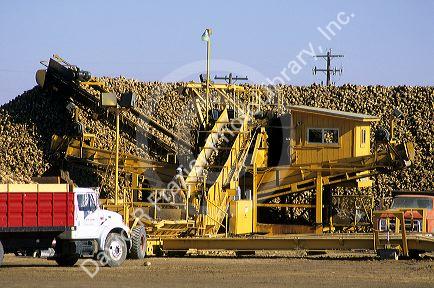 A stockpile of sugar beets and processing equipment at a factory in Nampa, Idaho.