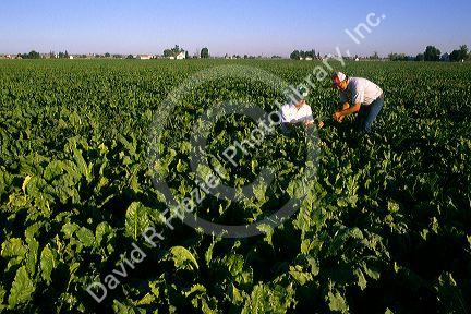 Farmers inspect their sugar beet crop in Canyon County, Idaho.