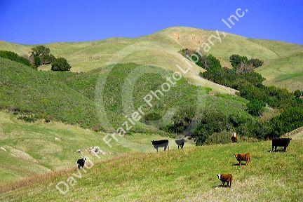 Cattle graze on rolling green hills near San Louis Obispo, California.
