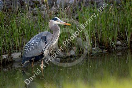Great blue heron at Maumee Bay Refuge, Ohio.