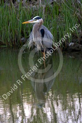 Great blue heron at Maumee Bay Refuge, Ohio.