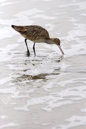 Marbled Godwit shorebird wintering along the California Coast in Santa Cruz.