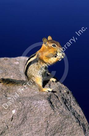 Golden Mantle ground squirrel in Cascade, Idaho.