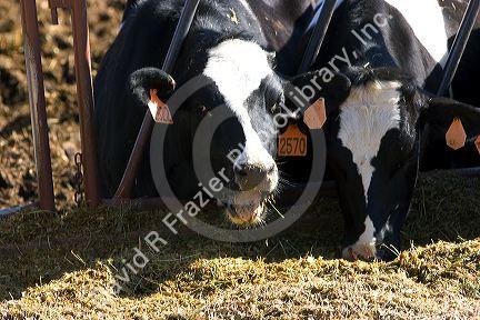 Holstein Dairy cows feeding, Idaho.