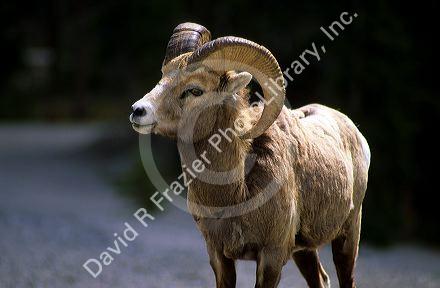 Mountain sheep.