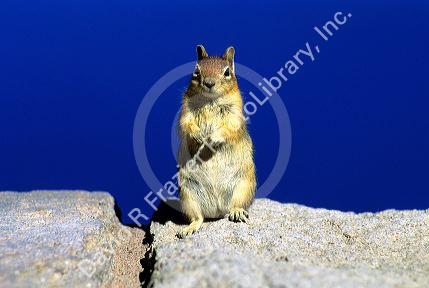 Golden Mantle ground squirrel in Cascade, Idaho.