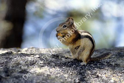 Golden Mantle ground squirrel in Cascade, Idaho.