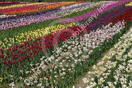 Windmill Island park with tulips in bloom at Holland, Michigan.
