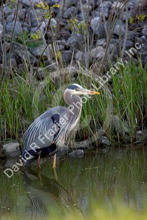 Great blue heron at Maumee Bay Refuge, Ohio.
