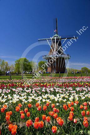 Windmill Island park with tulips in bloom at Holland, Michigan.