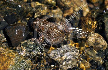 American toad in a creek, blending into its environment.